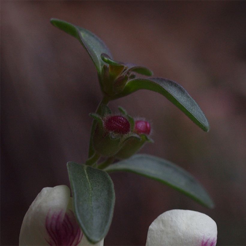 Antirrhinum sempervirens - Bocca di leone (Fogliame)