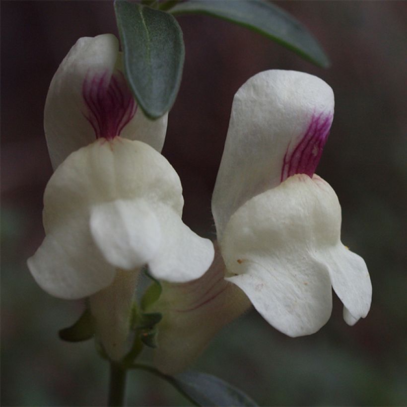 Antirrhinum sempervirens - Bocca di leone (Fioritura)