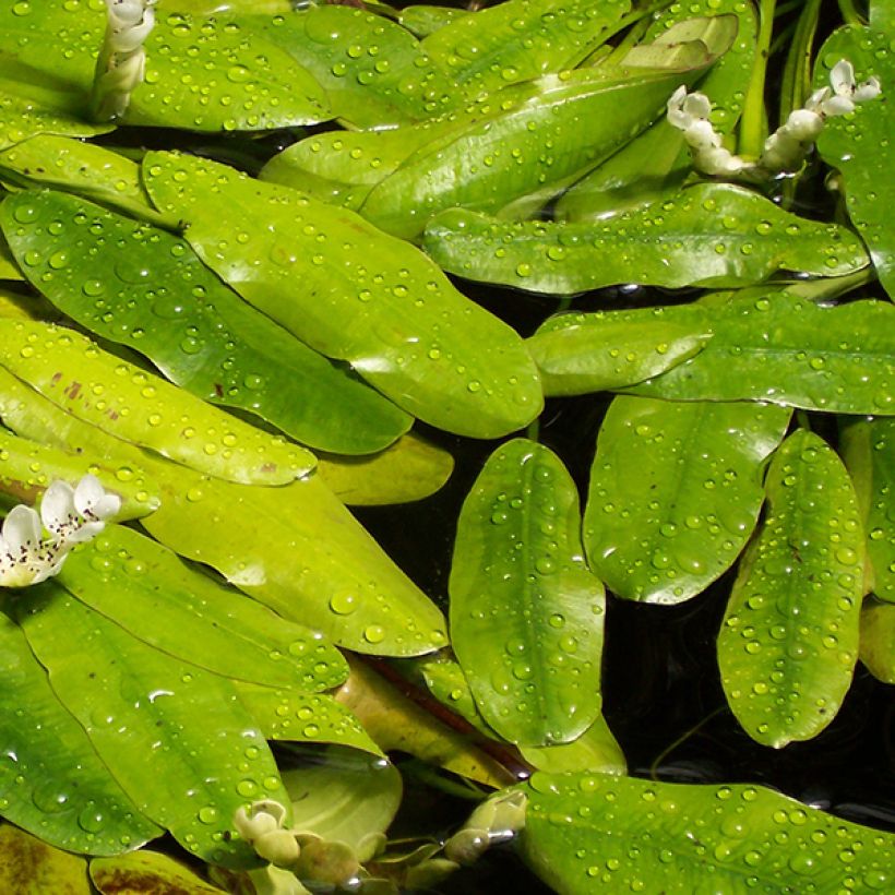 Aponogeton distachyos - Biancospino d'acqua (Fogliame)