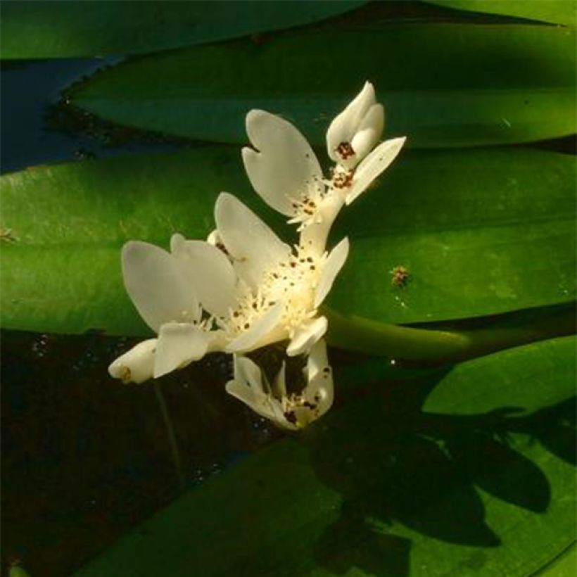 Aponogeton distachyos - Biancospino d'acqua (Fioritura)