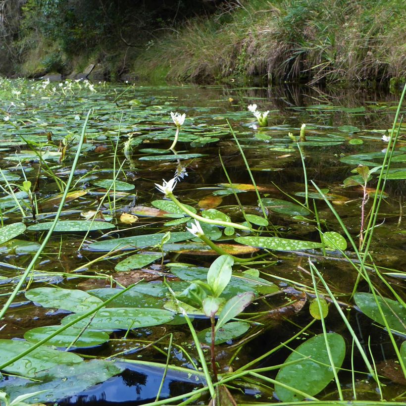 Aponogeton distachyos - Biancospino d'acqua (Porto)