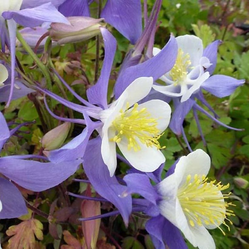 Aquilegia Mrs M. Nicholls (Fioritura)