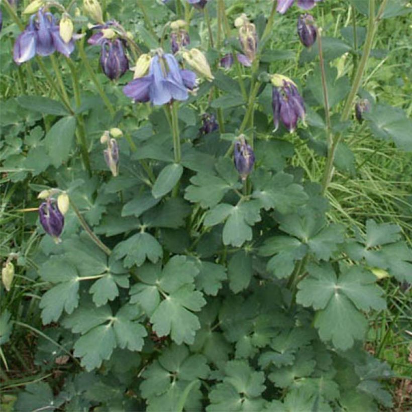 Aquilegia Songbird Series Bunting (Fogliame)