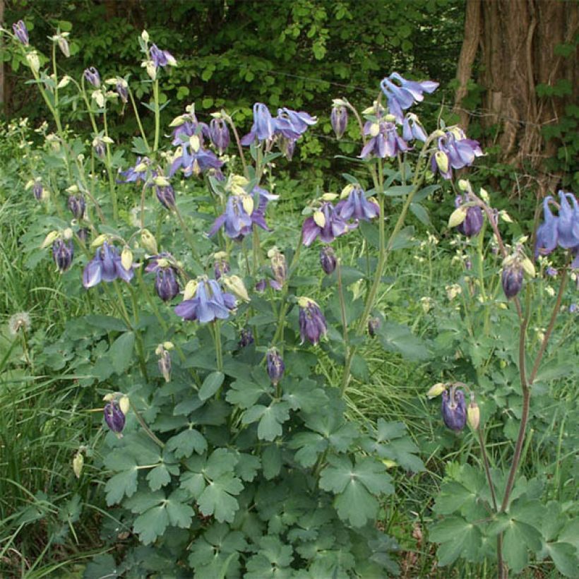 Aquilegia Songbird Series Bunting (Porto)