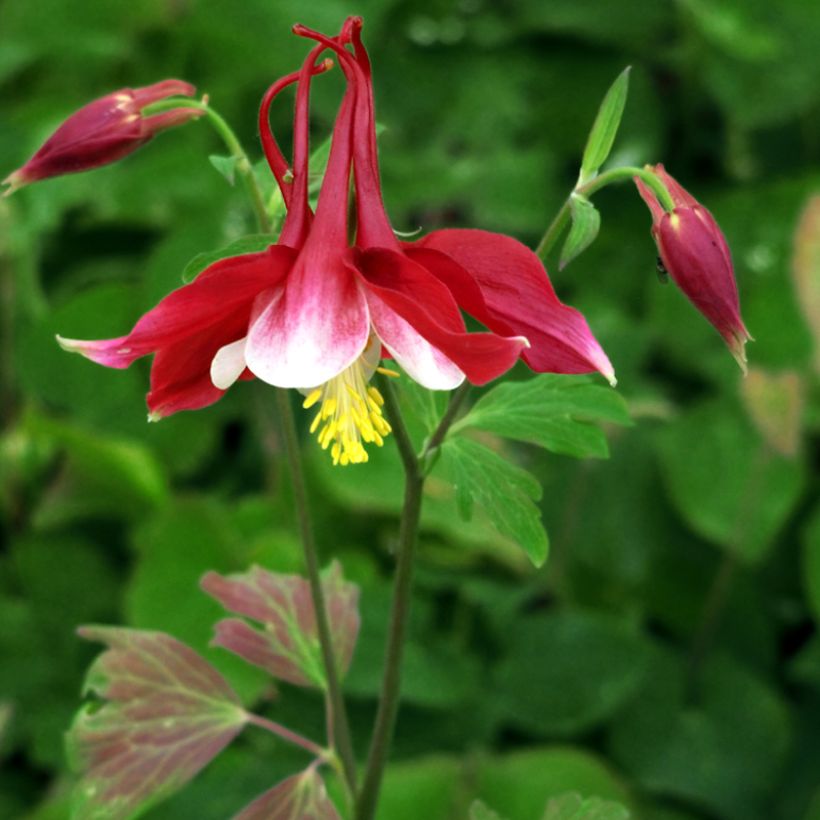 Aquilegia Songbird Series Cardinal (Porto)