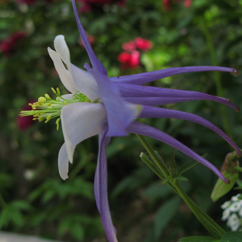 Aquilegia Songbird Series Blue Jay (Fioritura)