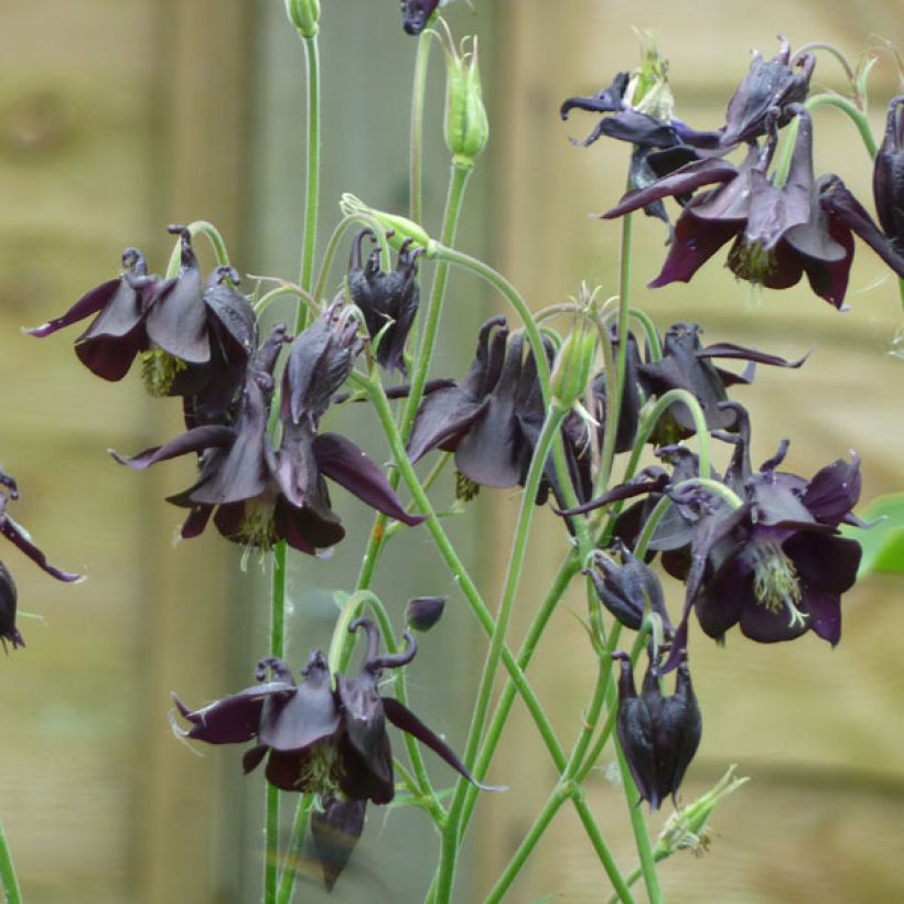 Aquilegia atrata (Porto)