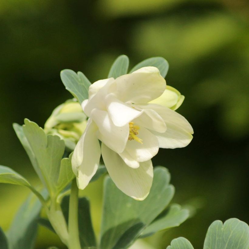 Aquilegia flabellata Cameo White (Fioritura)