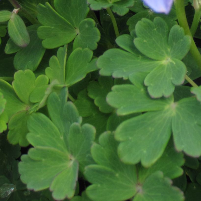 Aquilegia flabellata Ministar (Fogliame)