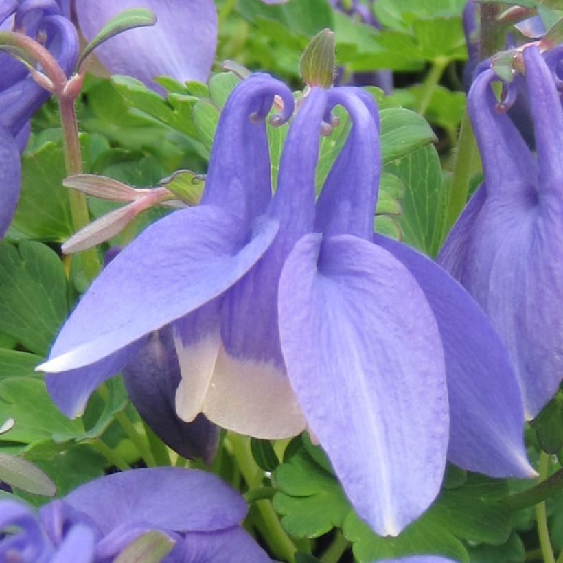 Aquilegia flabellata Ministar (Fioritura)