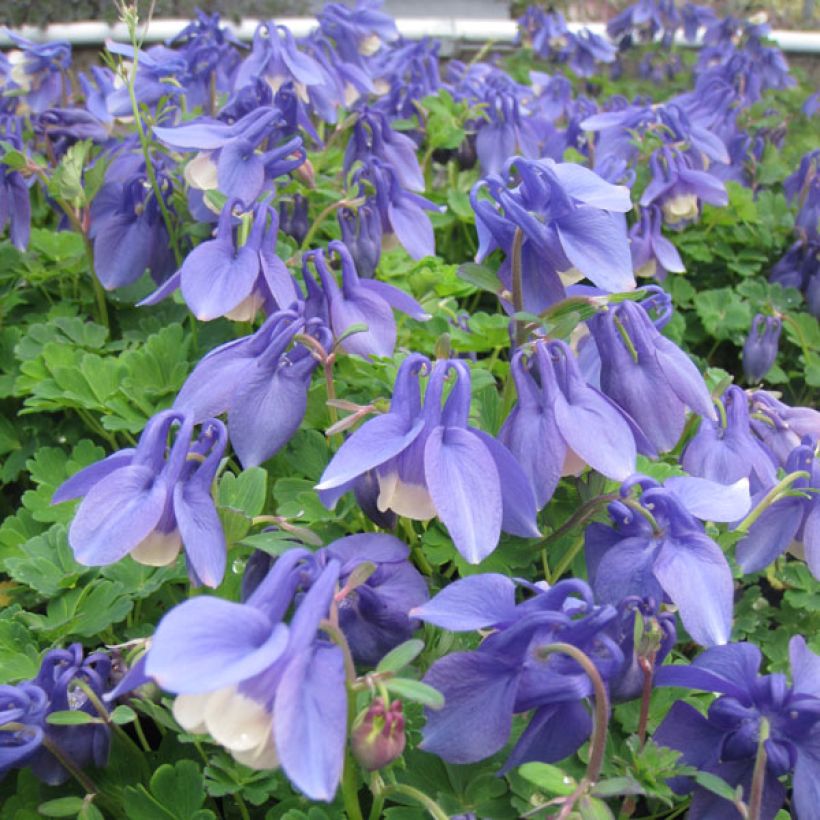 Aquilegia flabellata Ministar (Porto)