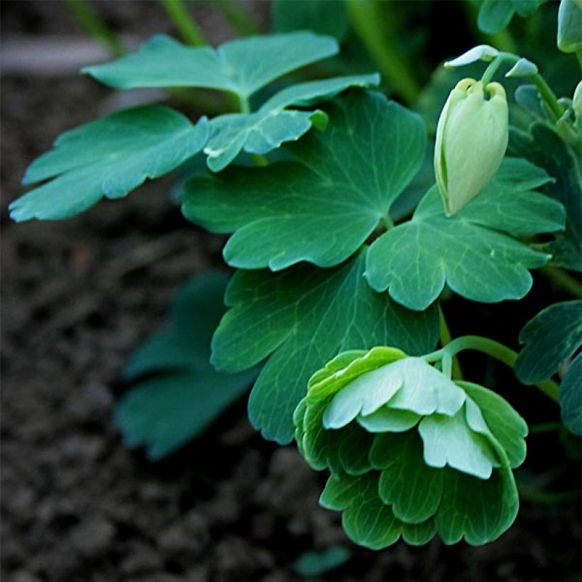 Aquilegia flabellata var. pumila alba (Fogliame)