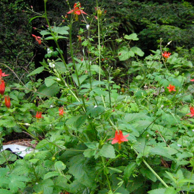 Aquilegia formosa (Porto)