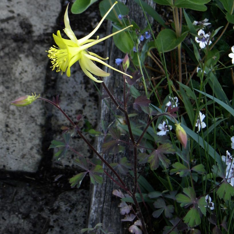 Aquilegia longissima (Porto)