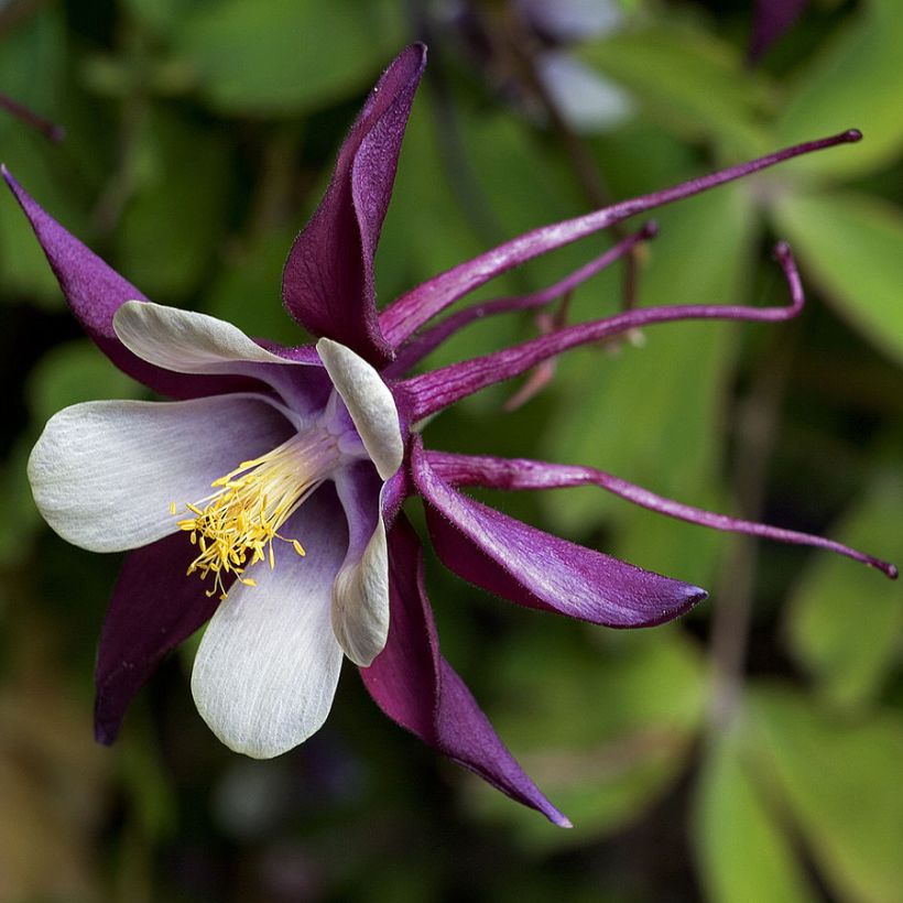 Aquilegia rockii (Fioritura)