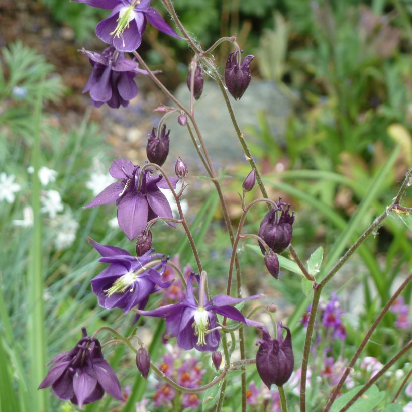 Aquilegia rockii (Porto)