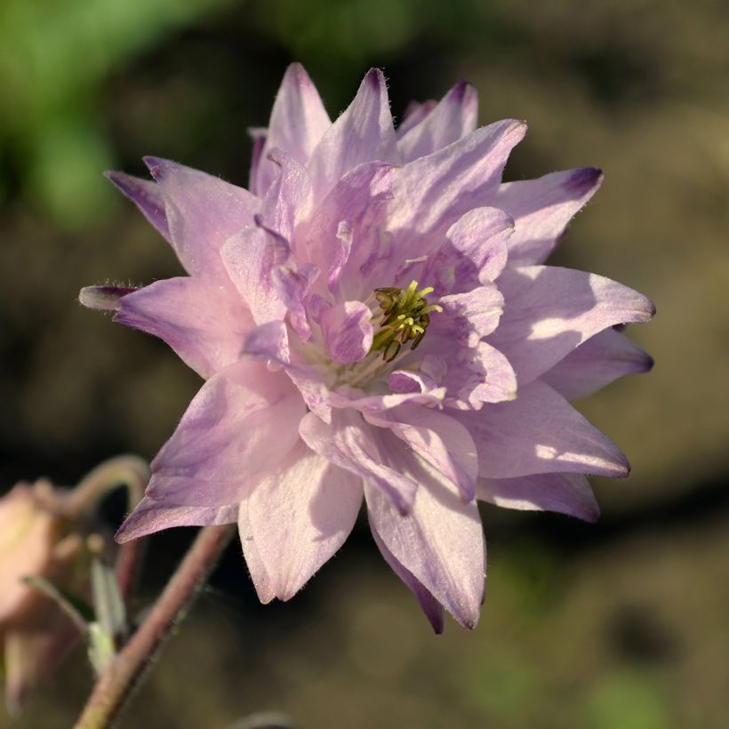 Aquilegia vulgaris var. stellata Rose Barlow (Fioritura)