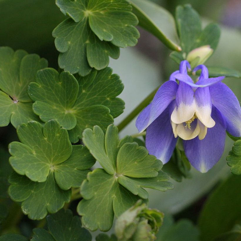 Aquilegia sibirica (Fogliame)