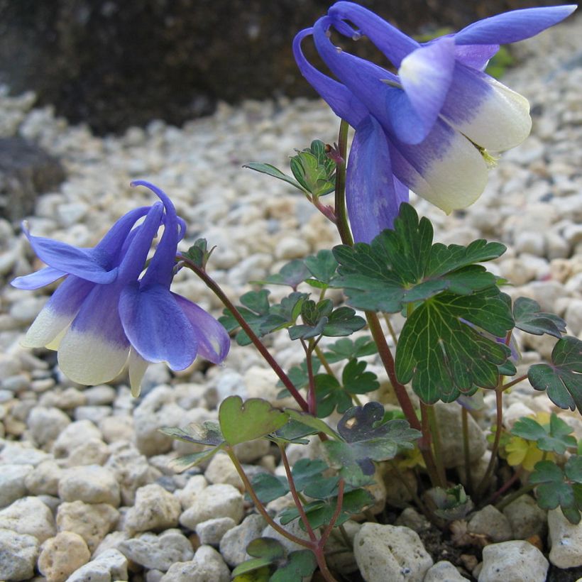 Aquilegia sibirica (Porto)