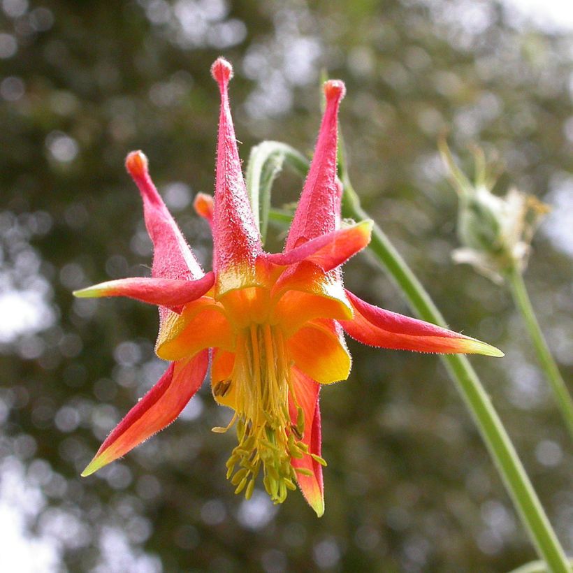 Aquilegia skinneri (Fioritura)