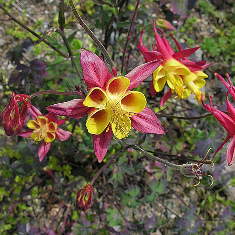 Aquilegia skinneri (Porto)