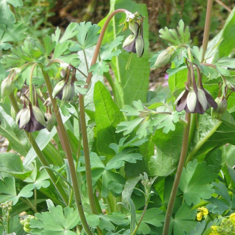 Aquilegia viridiflora (Porto)