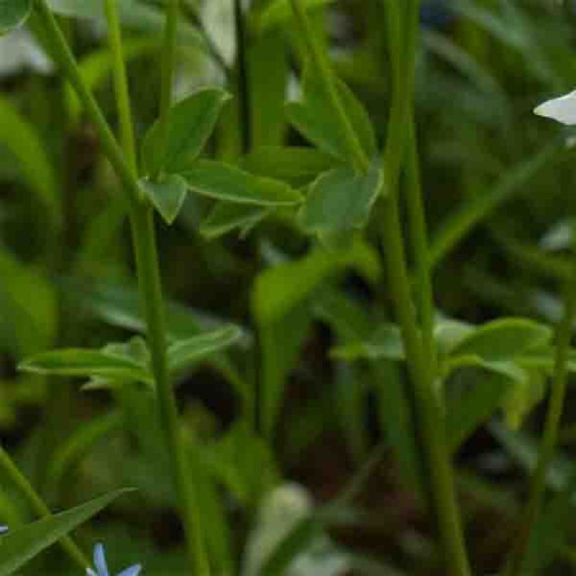 Aquilegia vulgaris var.nivea Munstead White (Fogliame)