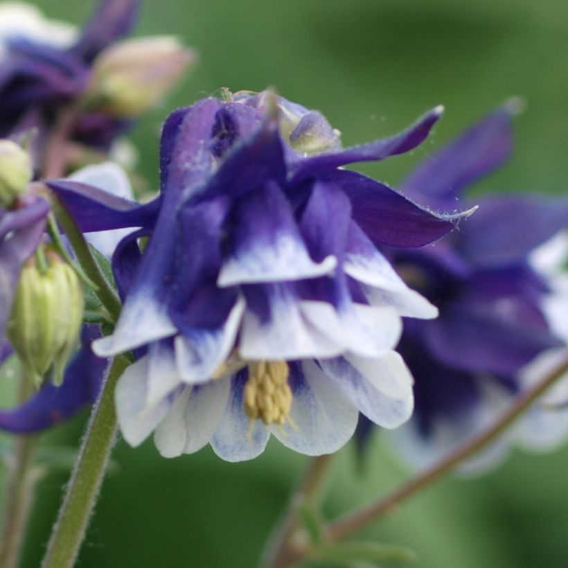 Aquilegia vulgaris Winky Blue White (Fioritura)