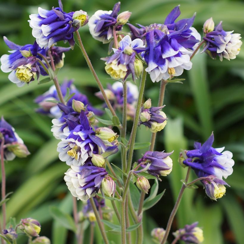 Aquilegia vulgaris Winky Blue White (Porto)