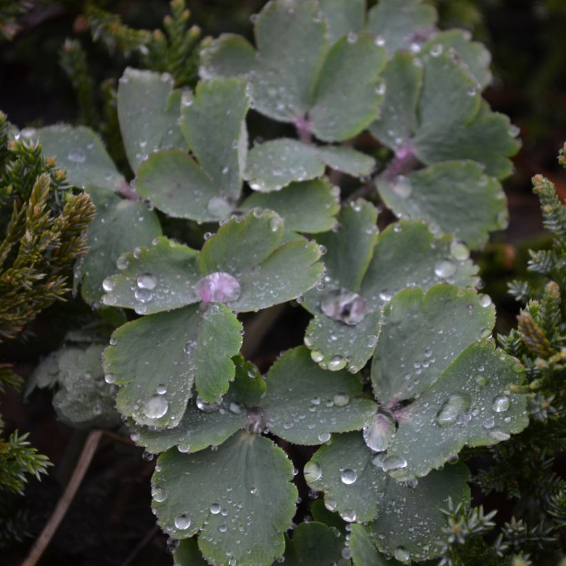 Aquilegia vulgaris var. stellata White Barlow (Fogliame)