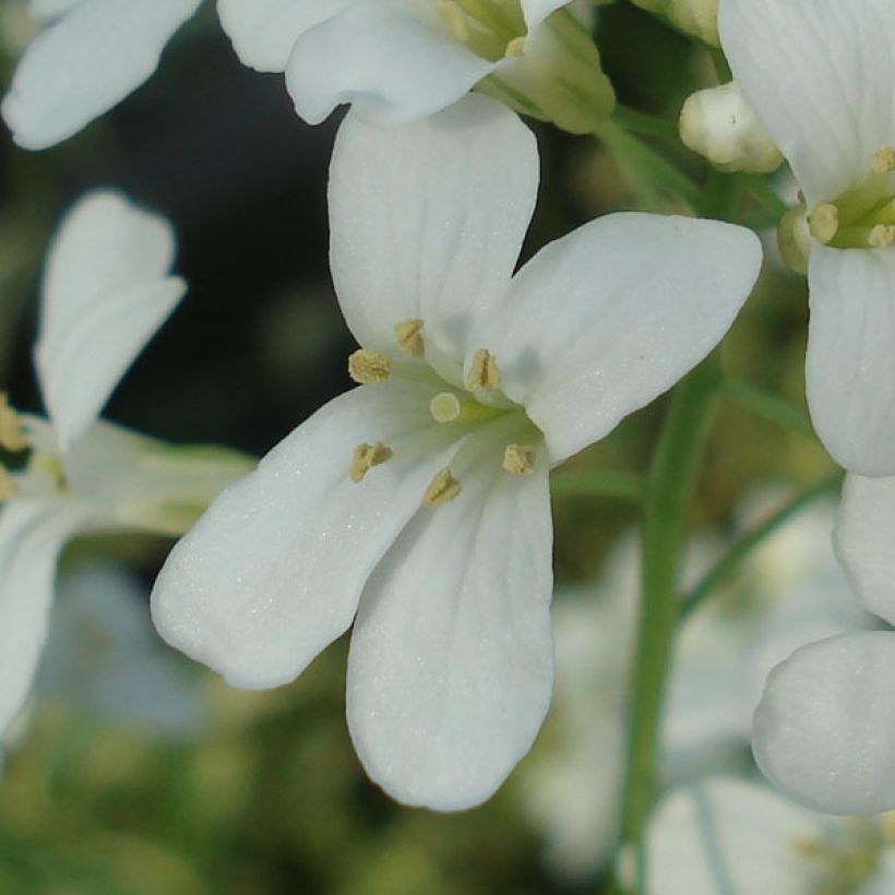 Arabis ferdinandi-coburgii Old Gold (Fioritura)