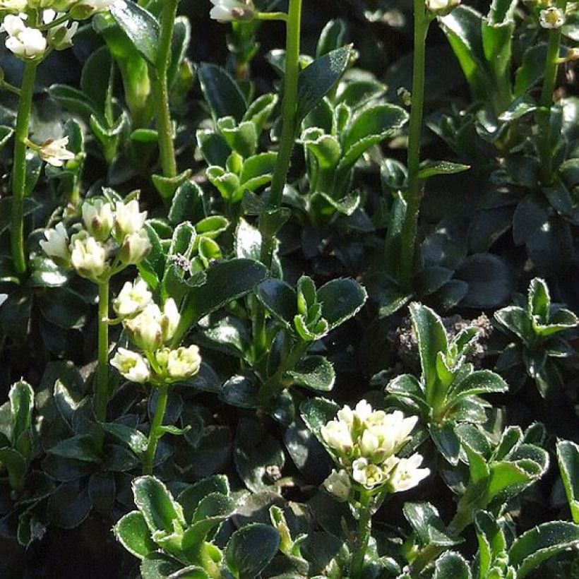 Arabis ferdinandi-coburgii (Fogliame)