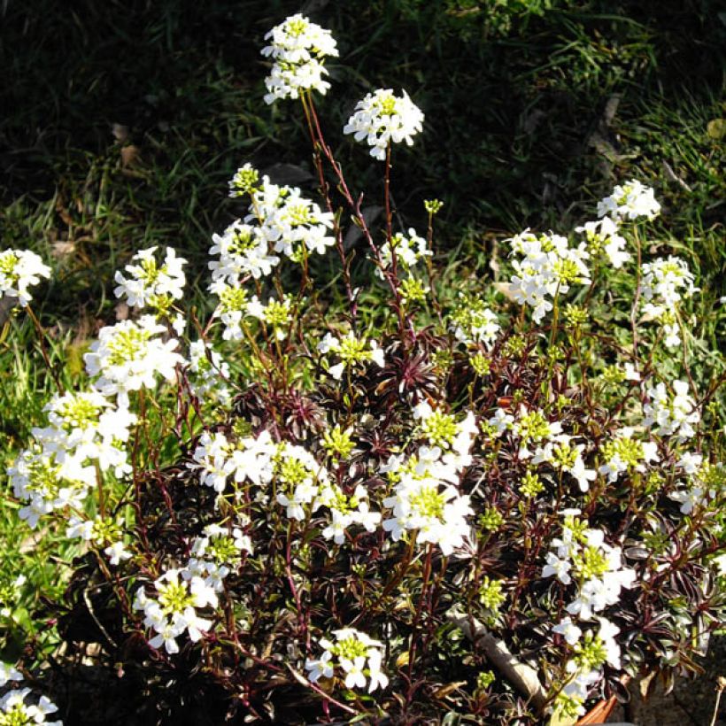 Arabis ferdinandi-coburgii (Fioritura)