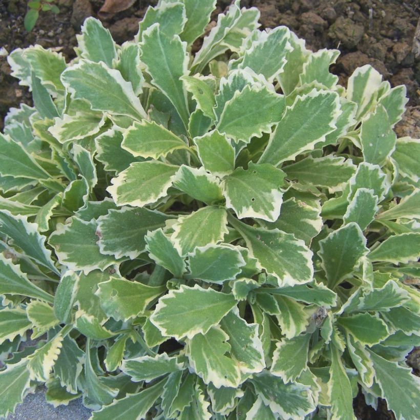 Arabis caucasica Variegata (Fogliame)