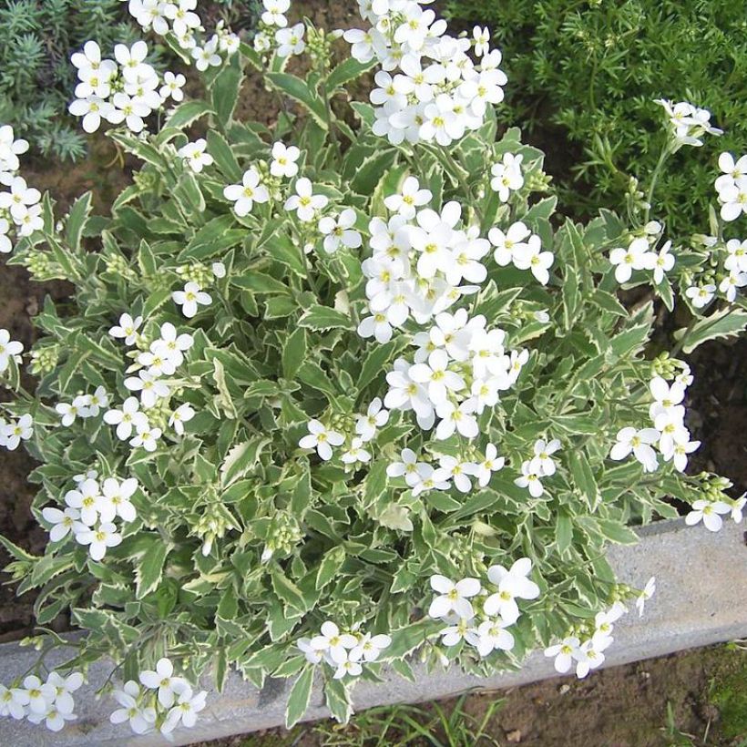 Arabis caucasica Variegata (Porto)