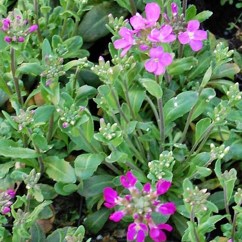 Arabis blepharophylla Frühlingzauber (Fogliame)