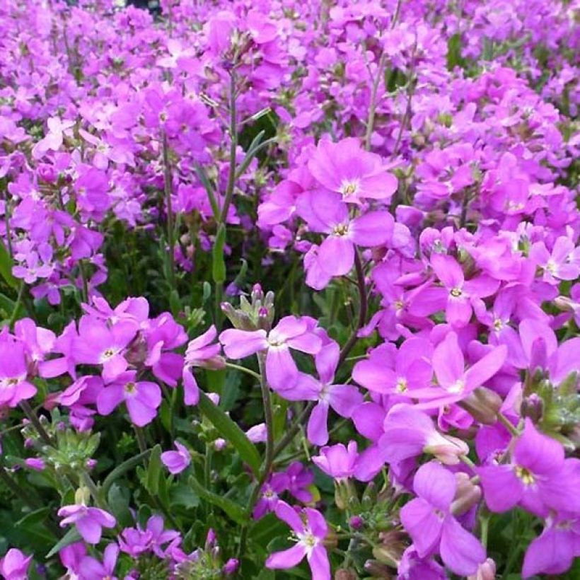 Arabis blepharophylla Frühlingzauber (Fioritura)