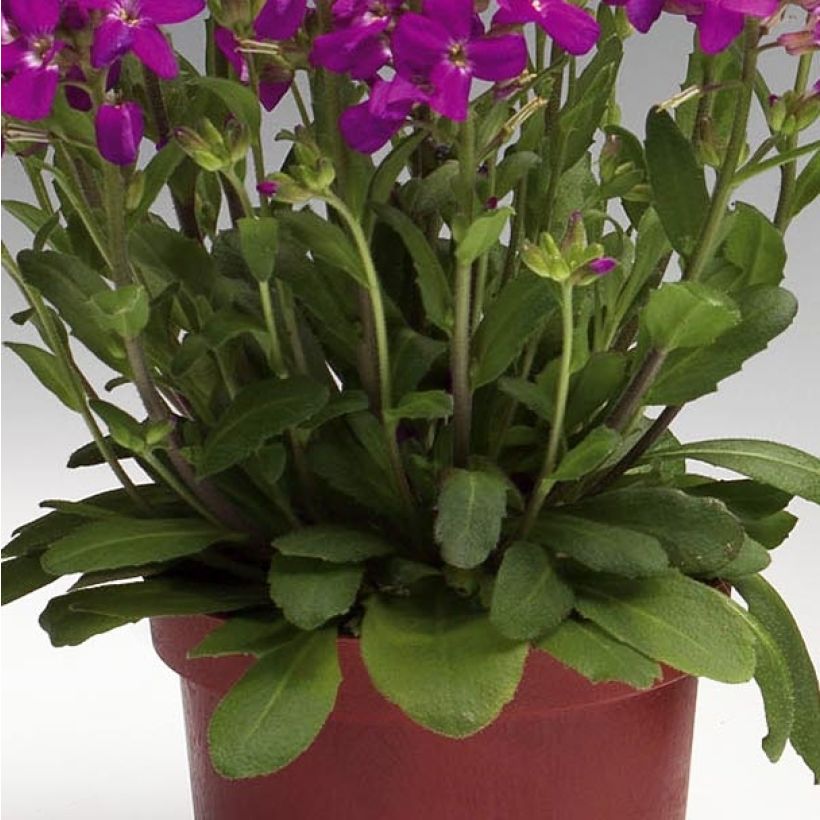 Arabis blepharophylla Rose Delight (Fogliame)