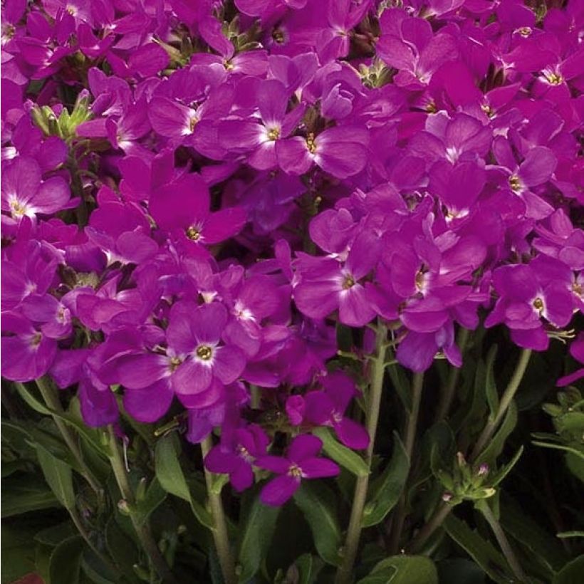 Arabis blepharophylla Rose Delight (Fioritura)