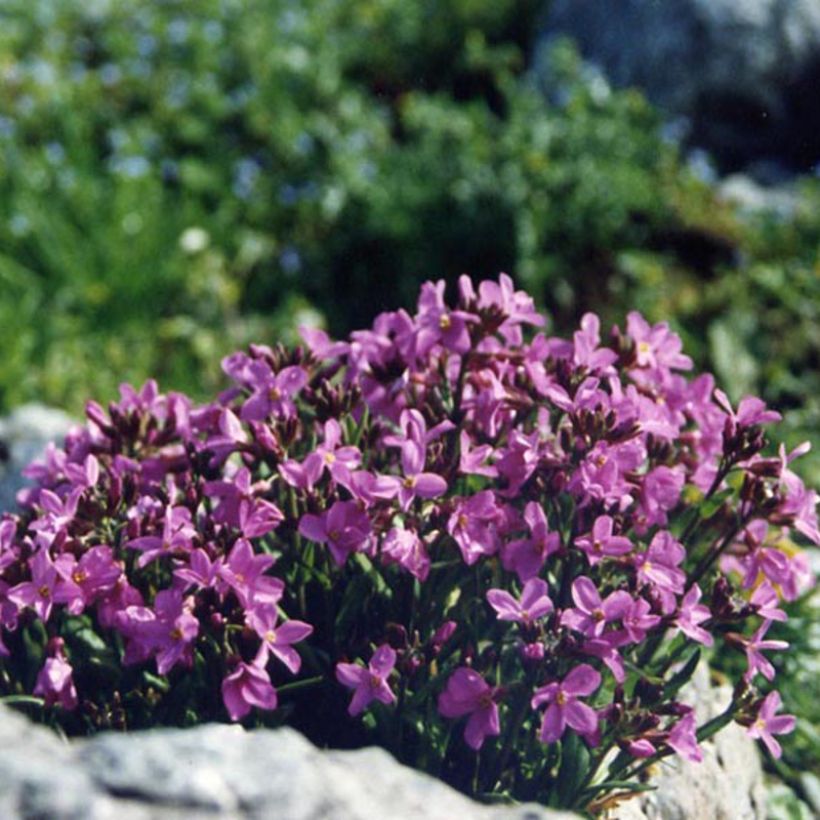 Arabis blepharophylla (Fioritura)