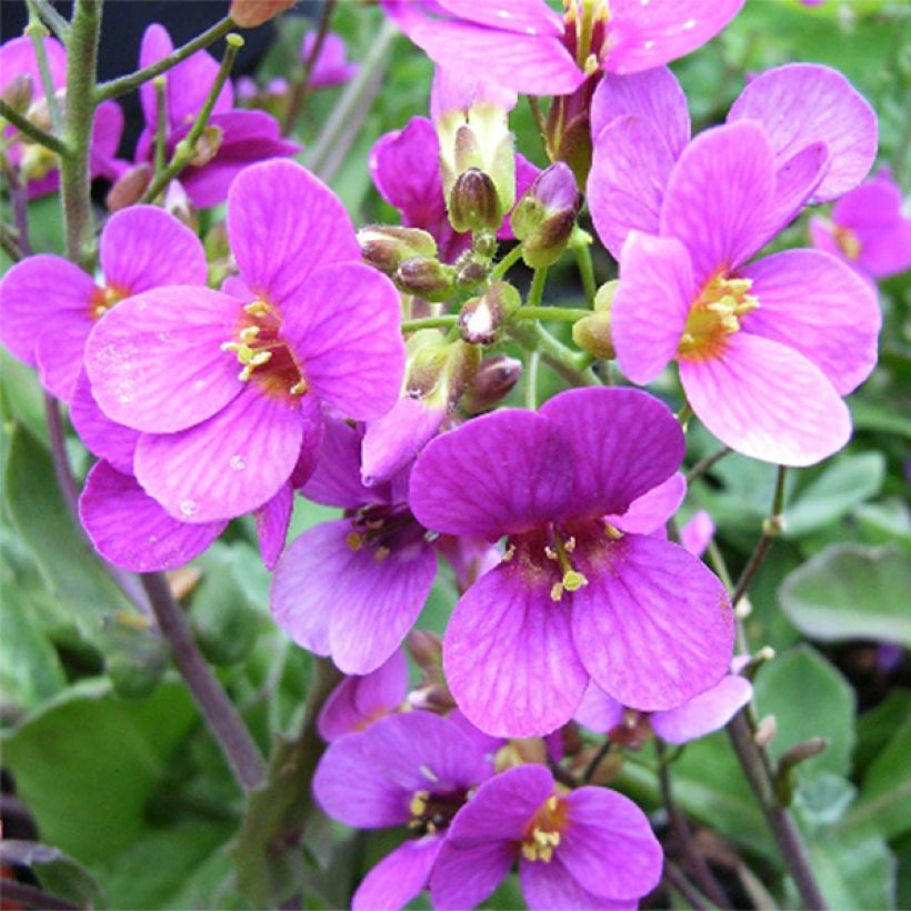 Arabis caucasica Pinkie (Fioritura)