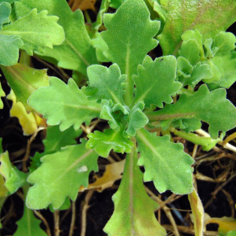 Arabis caucasica Pinkie (Fogliame)