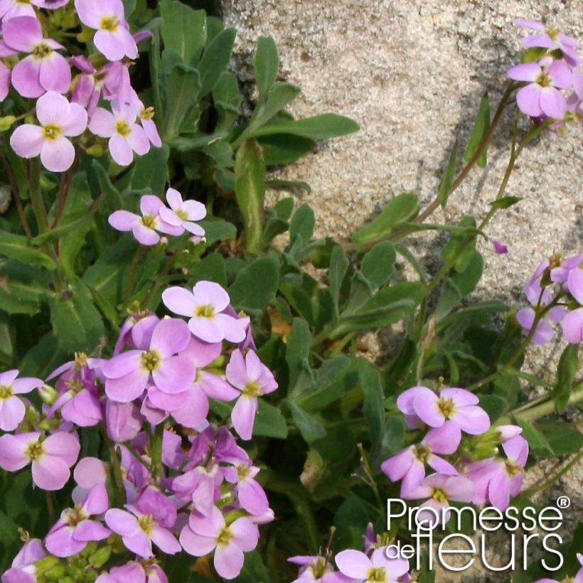 Arabis caucasica Rosea (Fogliame)