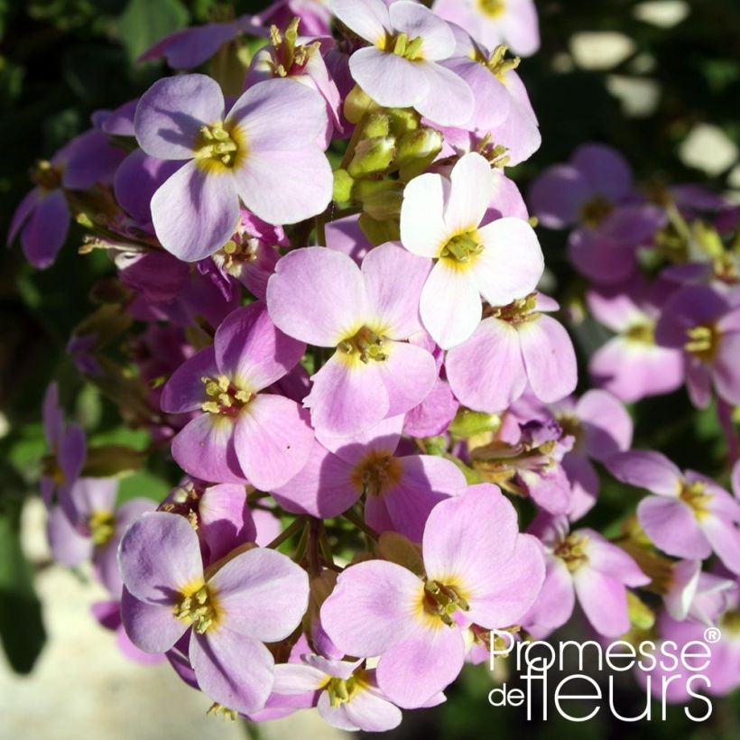 Arabis caucasica Rosea (Fioritura)