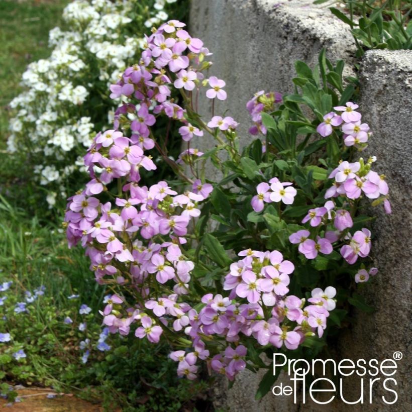 Arabis caucasica Rosea (Porto)