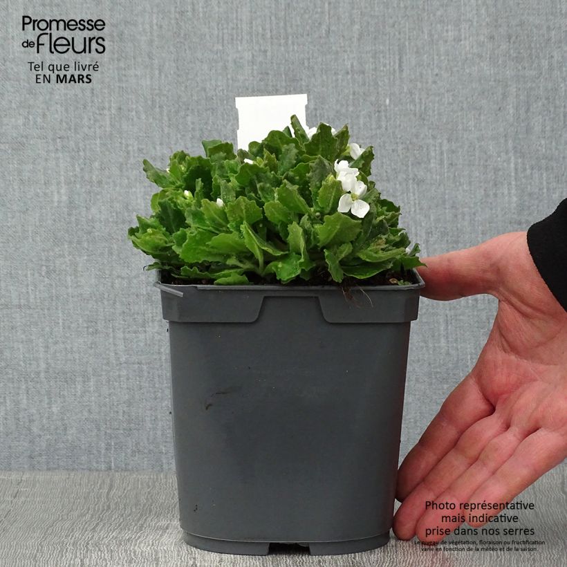 Arabis caucasica Alabaster - Pot de 2L/3L esemplare consegnato in inverno