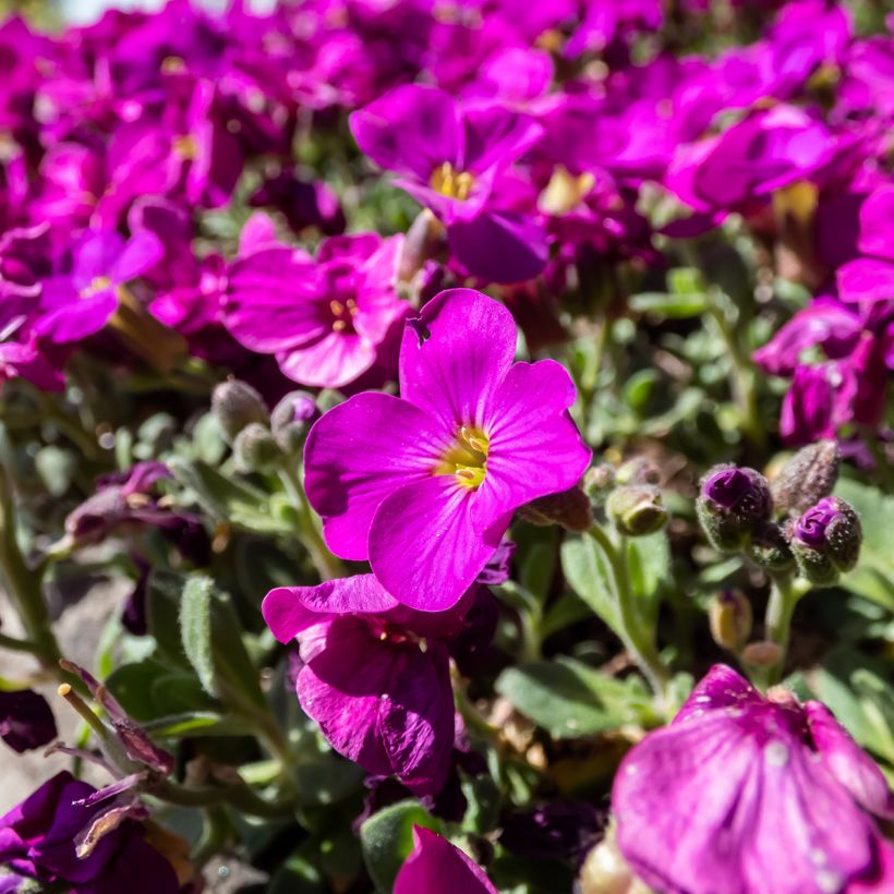 Arabis caucasica Aubris Deep Rose (Fioritura)