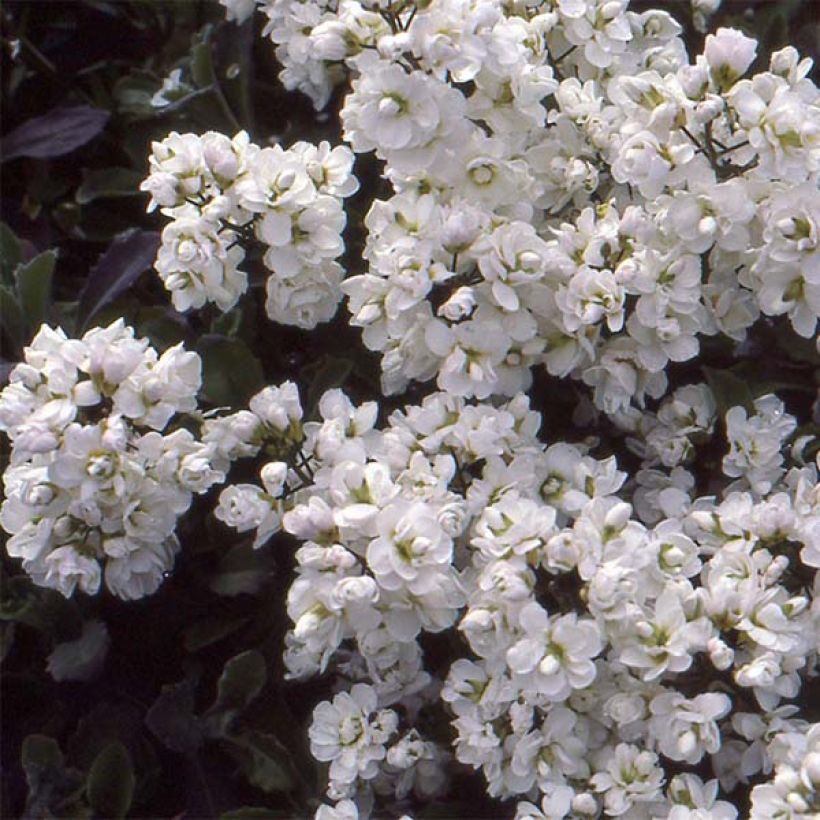 Arabis caucasica Plena (Fioritura)