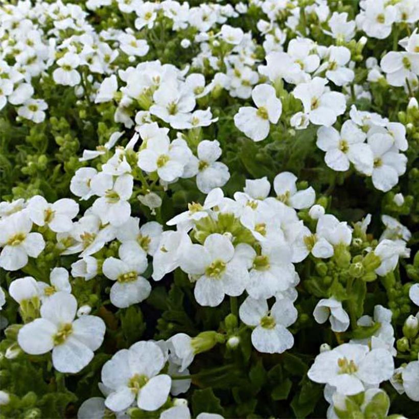 Arabis caucasica Snowcap (Fioritura)