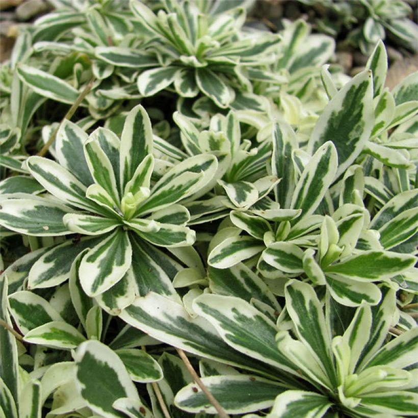 Arabis ferdinandi-coburgii Variegata (Fogliame)